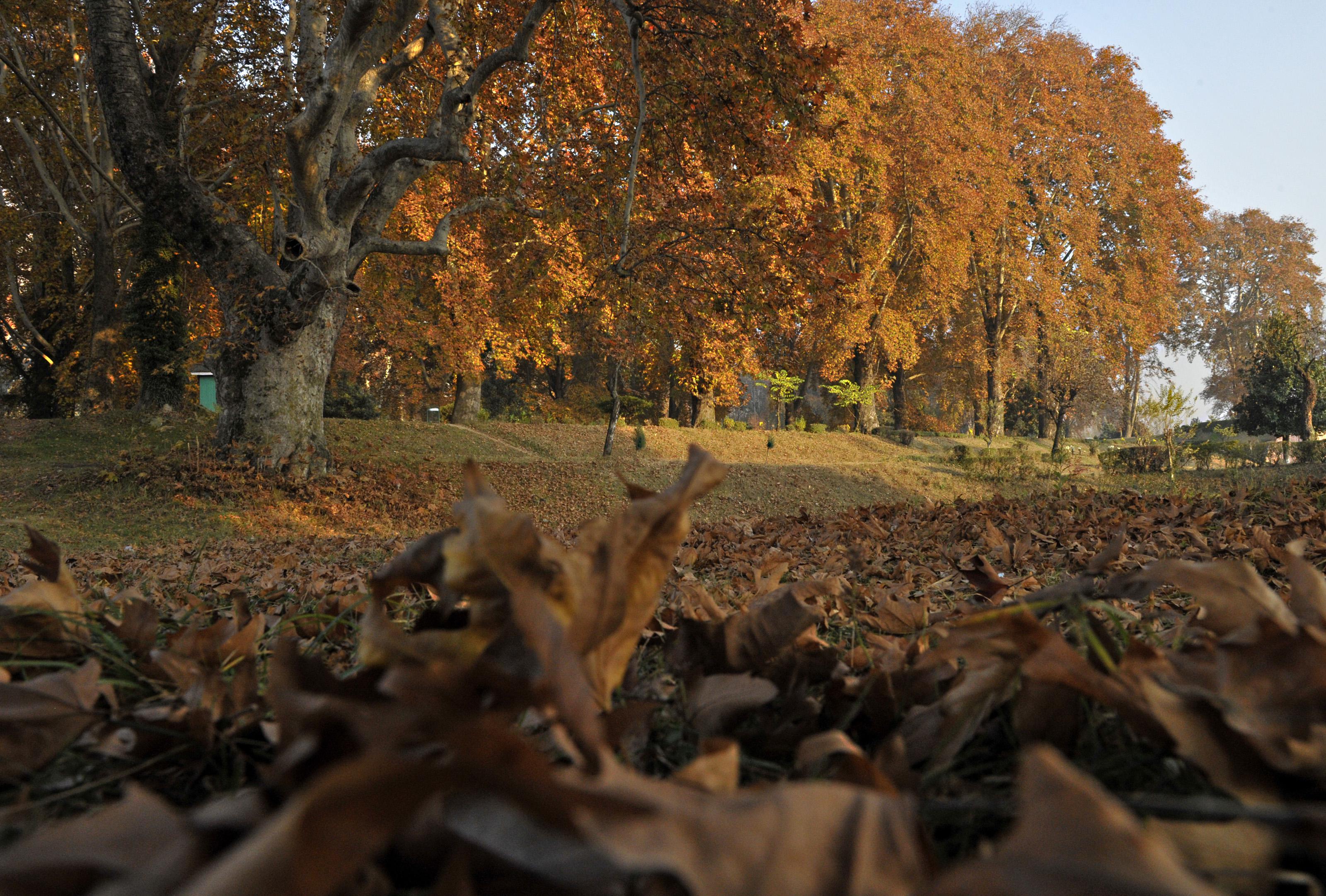 Fallen maple tree leaves are pictured d