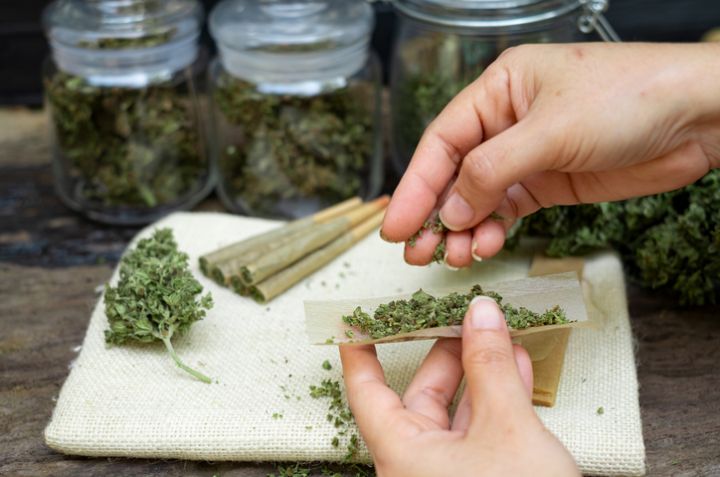 Female hands rolling marijuana with the cannabis bud