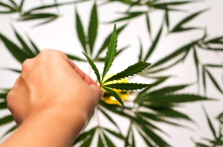 Cannabis leaf. Defocus cannabis leaf in hands on white background. Legalization, medicine. Flowering plant. Marijuana background. Out of focus