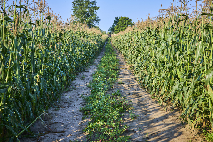 Serene Cornfield Path in Fort Wayne Indiana at Eye Level